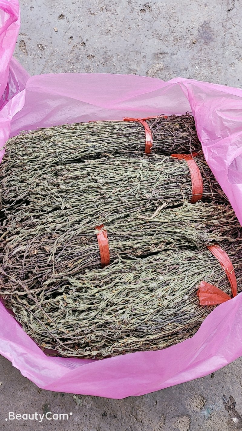 独脚金独角柑