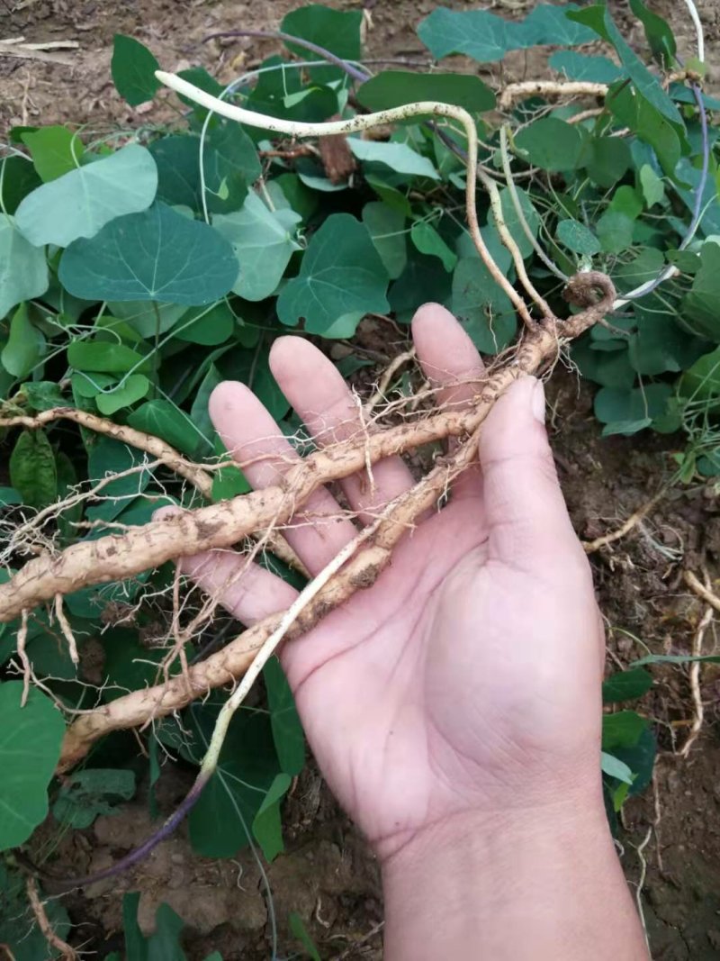 江西粉防己苗，独木香苗，汉防己苗，防己苗