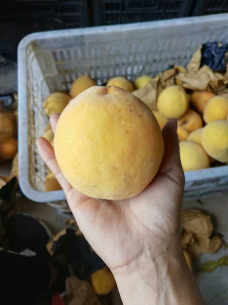 黄桃纯甜味正色好四两以上