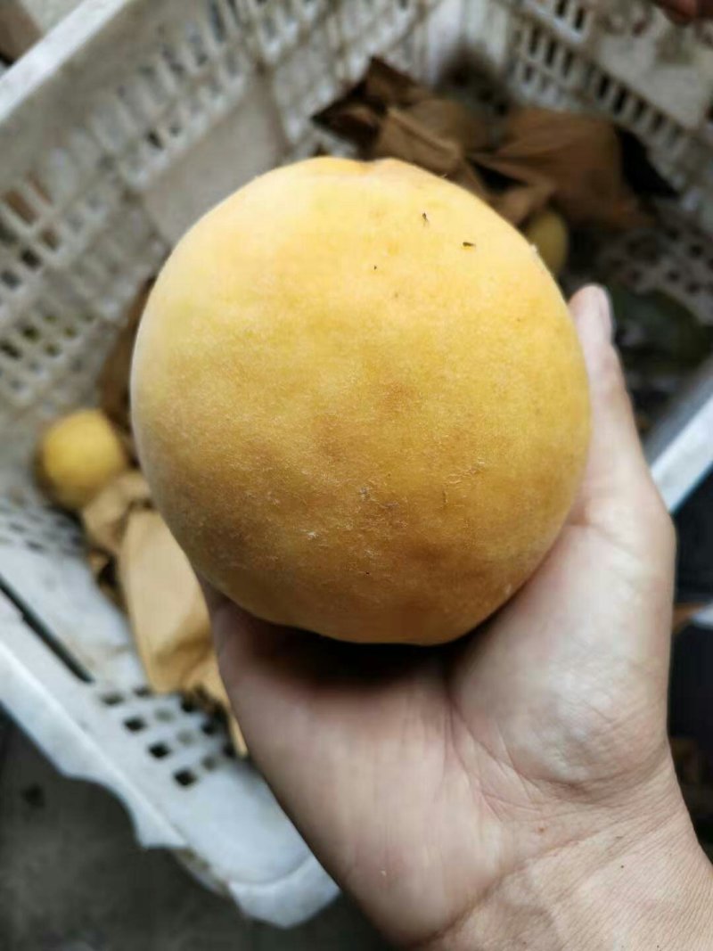 黄桃纯甜味正色好四两以上