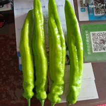 辣椒？宝龙1！长剑！绿牛角，小绿牛角，804！利剑168