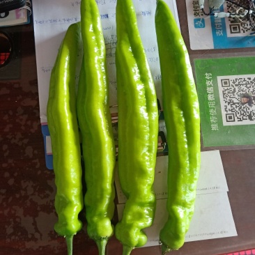 辣椒？宝龙1！长剑！绿牛角，小绿牛角，804！利剑168
