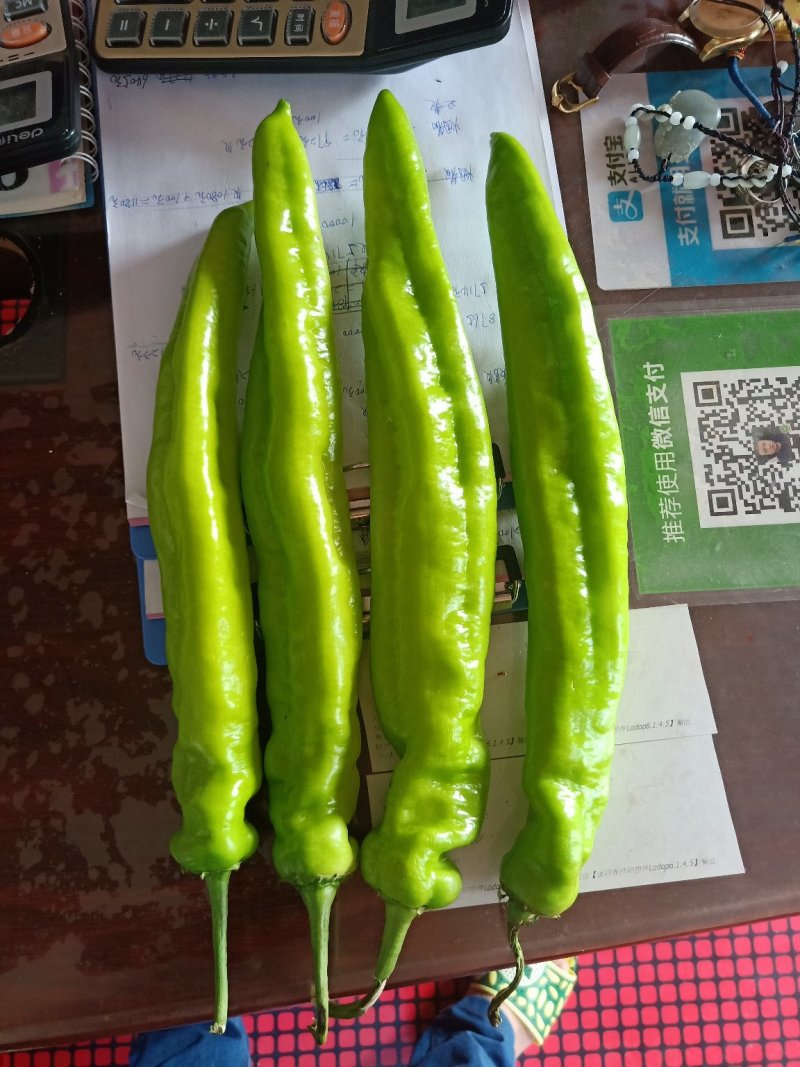 辣椒？宝龙1！长剑！绿牛角，小绿牛角，804！利剑168