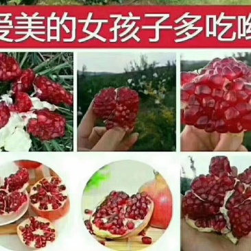攀枝花大田软籽石榴五到十量