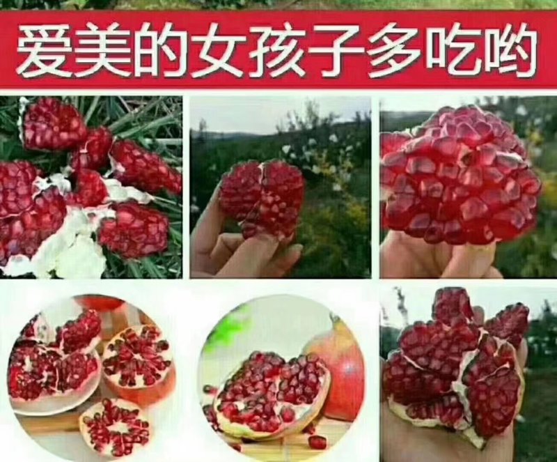 攀枝花大田软籽石榴五到十量