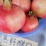 攀枝花大田软籽石榴五到十量