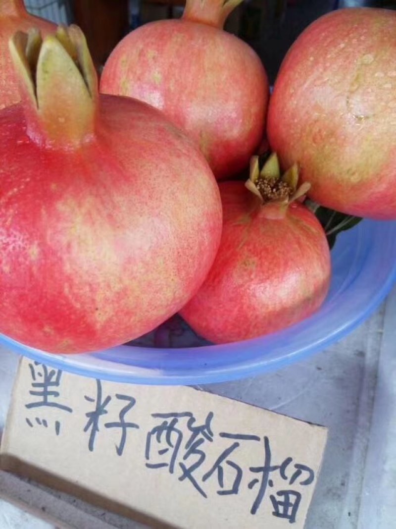 攀枝花大田软籽石榴五到十量
