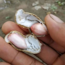 鲜花生大量上市中小白沙鲁花系类