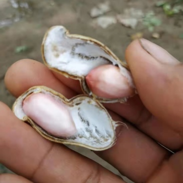 鲜花生大量上市中小白沙鲁花系类