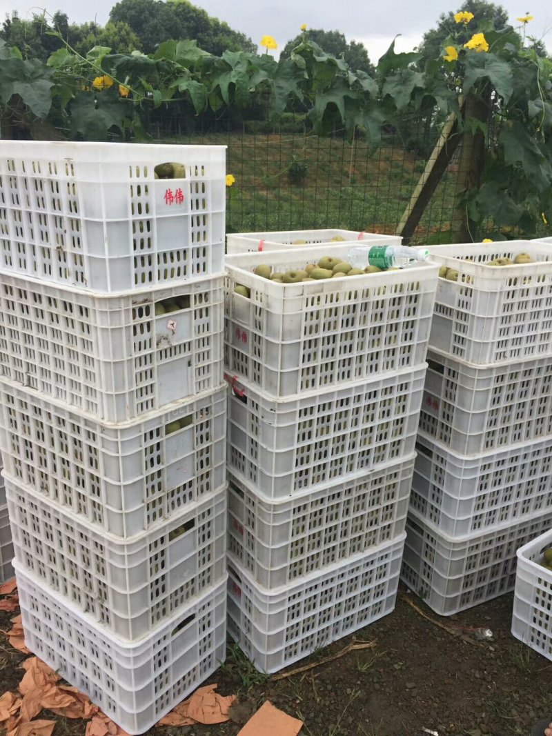 红心猕猴桃商品果，电商果，高次果小果大量批发代办诚信第一
