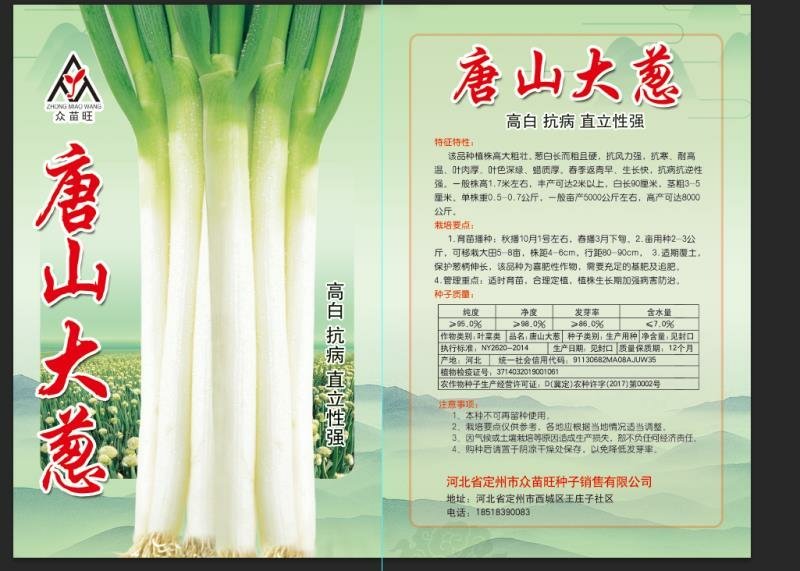大叶菠菜，冬根菠菜，小白菜种子有售