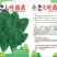 大叶菠菜，冬根菠菜，小白菜种子有售