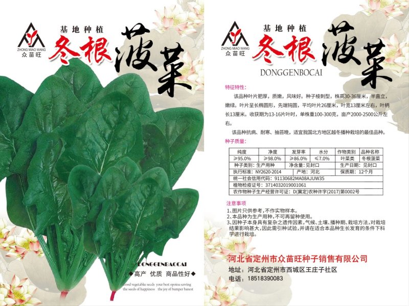 大叶菠菜，冬根菠菜，小白菜种子有售