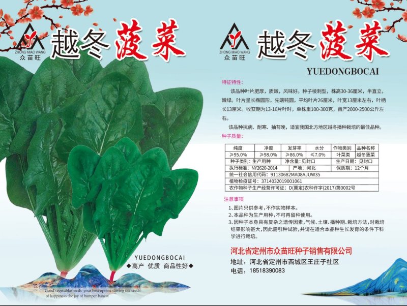 大叶菠菜，冬根菠菜，小白菜种子有售