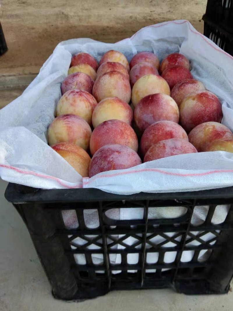 精品脆红李，千卫红李子，大荔李子，红李子