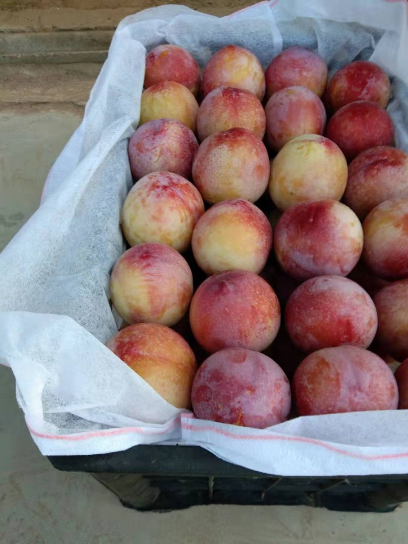精品脆红李，千卫红李子，大荔李子，红李子