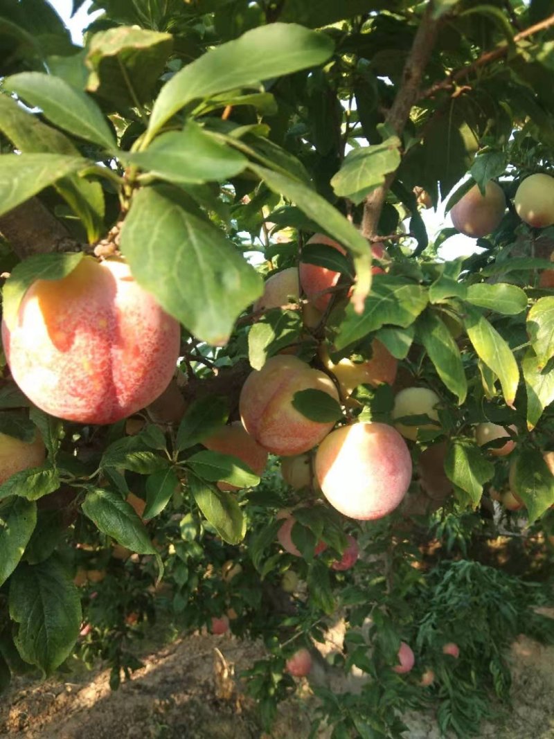 精品脆红李，千卫红李子，大荔李子，红李子
