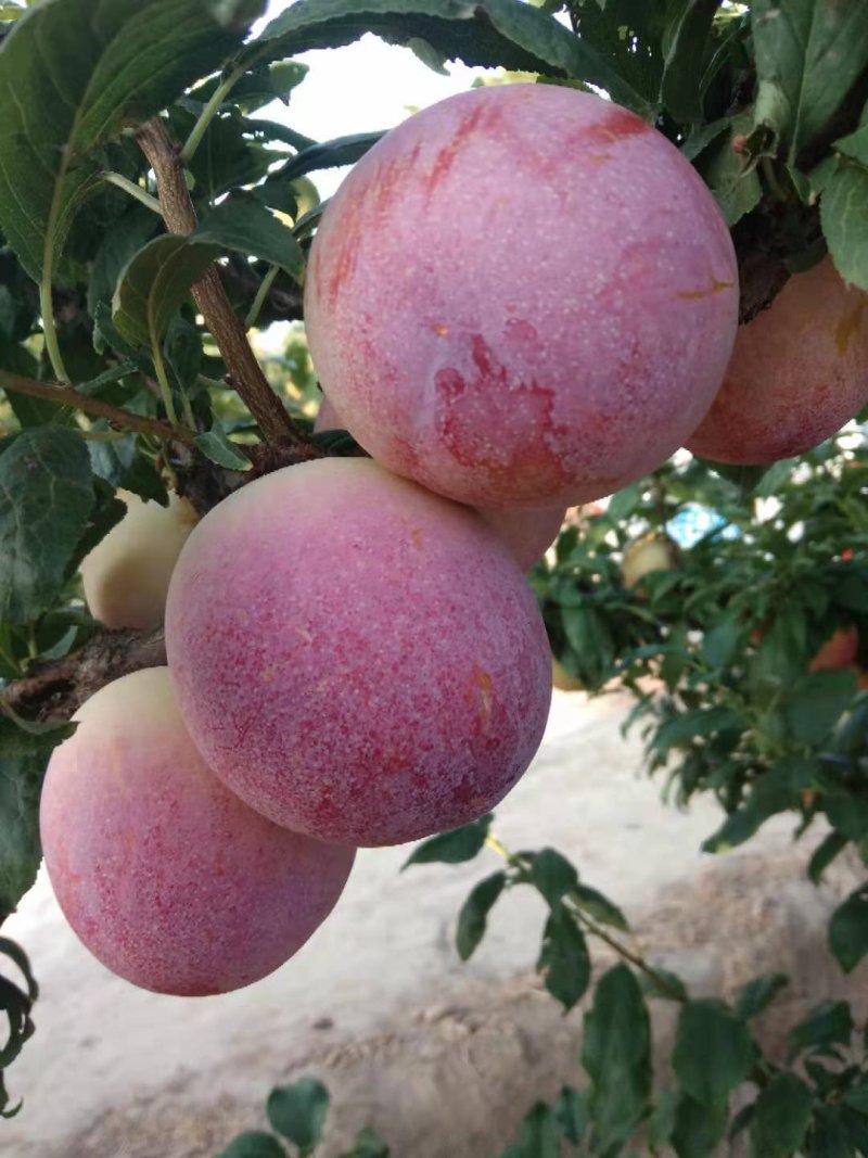 精品脆红李，千卫红李子，大荔李子，红李子