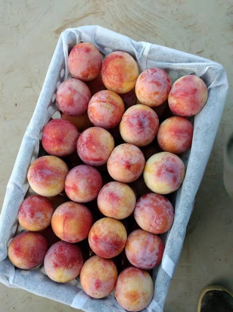精品脆红李，千卫红李子，大荔李子，红李子