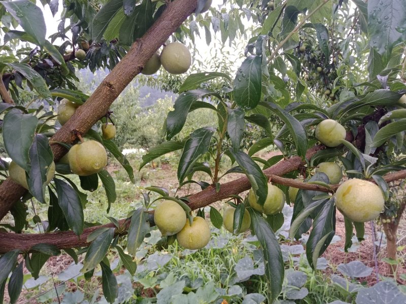 脆红李，半边红，大量销售