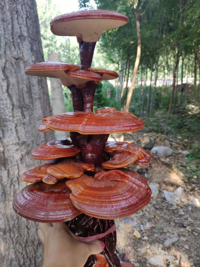 【灵芝盆景】山东冠县自家种植，货源有保障，欢迎来产地考察