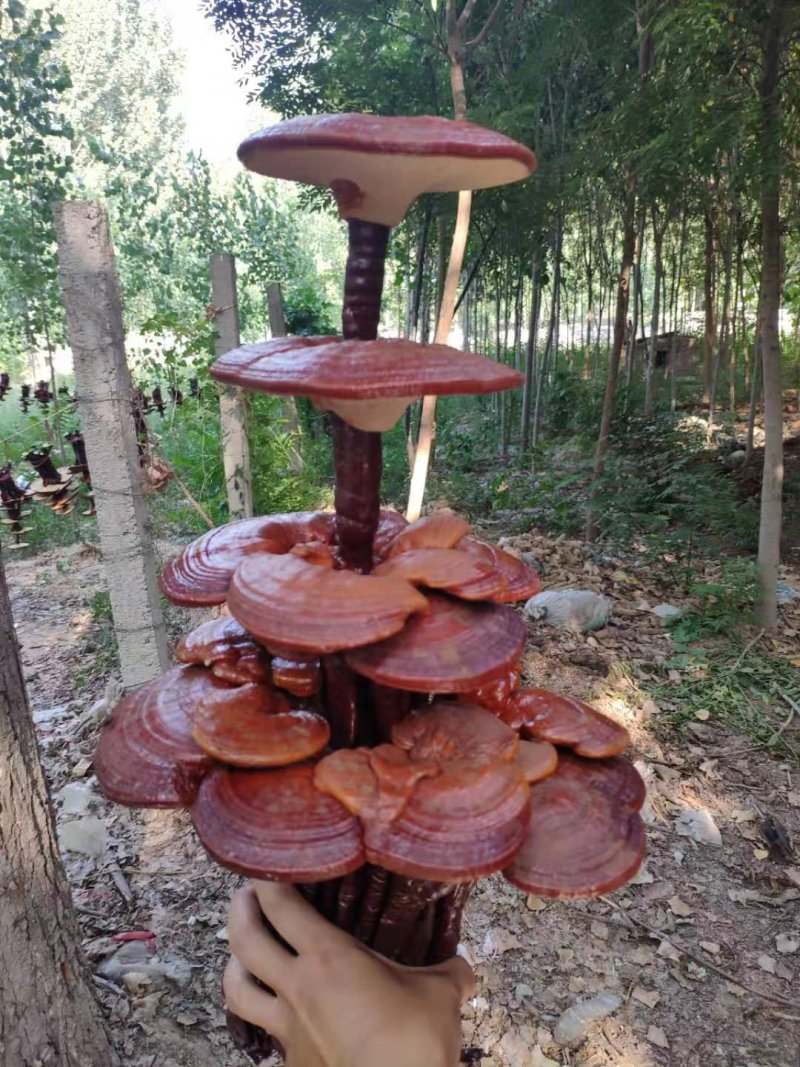【灵芝盆景】山东冠县自家种植，货源有保障，欢迎来产地考察