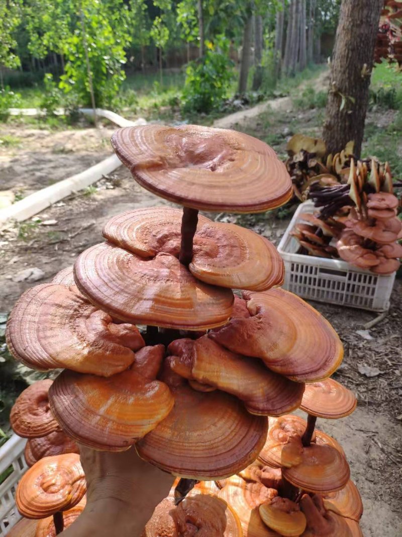 【灵芝盆景】山东冠县自家种植，货源有保障，欢迎来产地考察