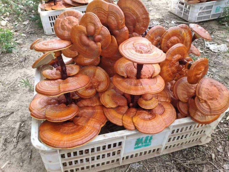 【灵芝盆景】山东冠县自家种植，货源有保障，欢迎来产地考察