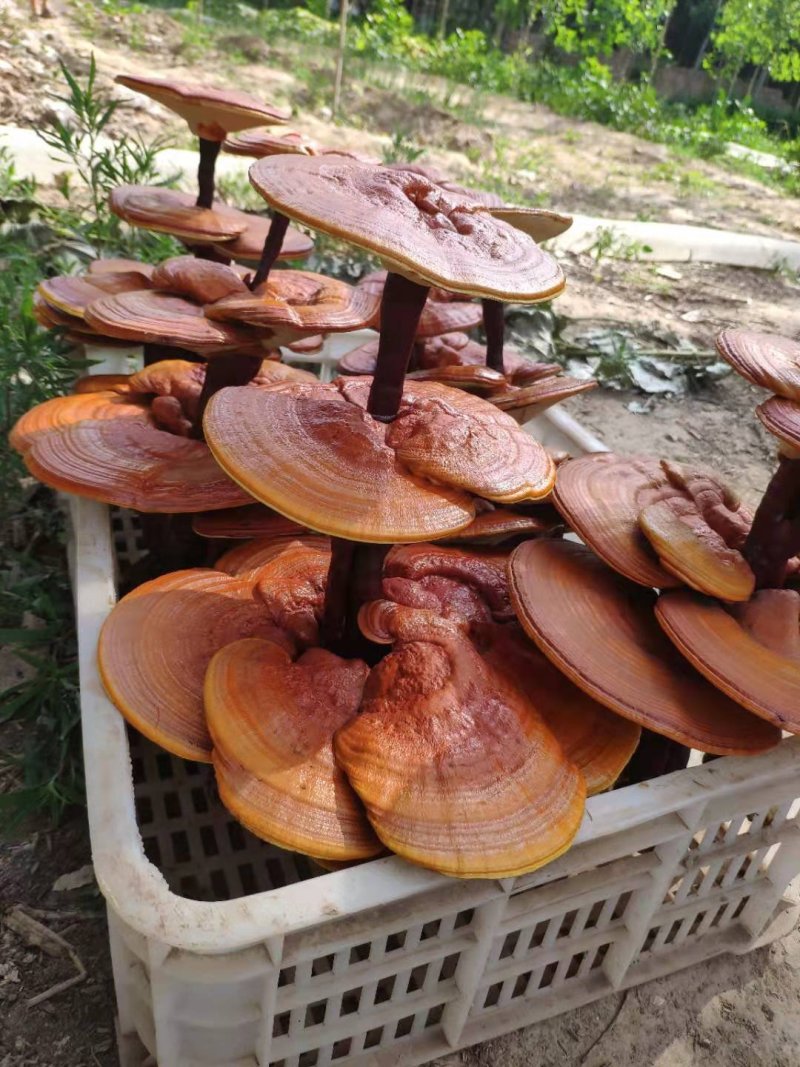 【灵芝盆景】山东冠县自家种植，货源有保障，欢迎来产地考察