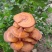 【灵芝盆景】山东冠县自家种植，货源有保障，欢迎来产地考察