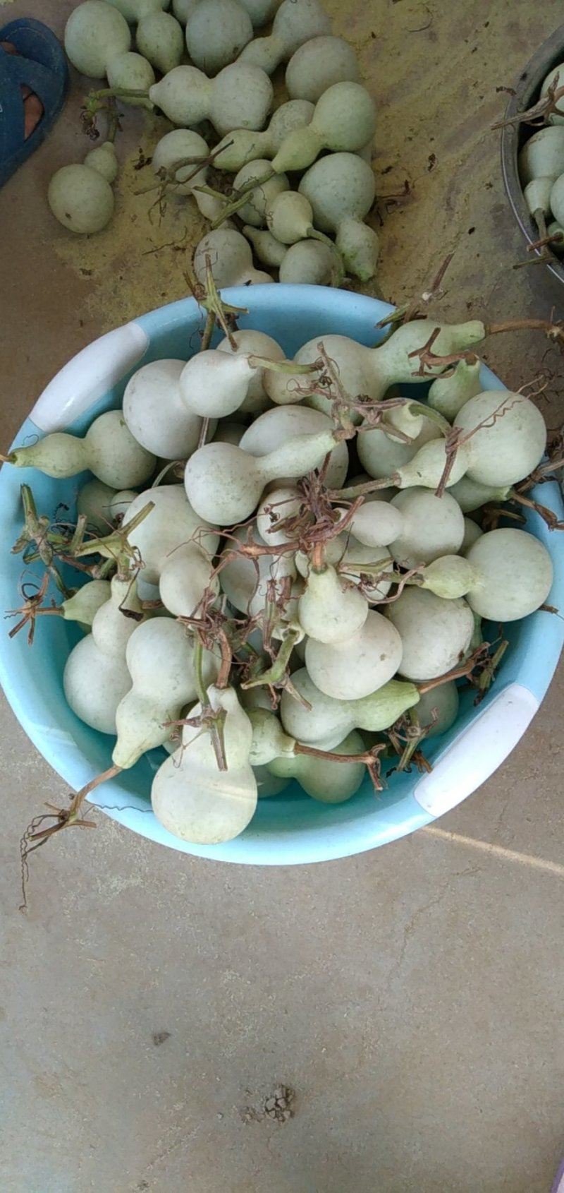 葫芦白皮葫芦部分已下架