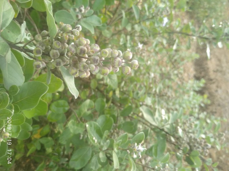 单叶蔓荆子枝条量大从优