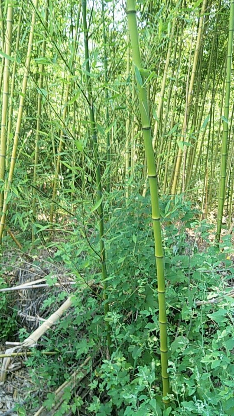 风景竹供应南阳市竹子苗直销基地