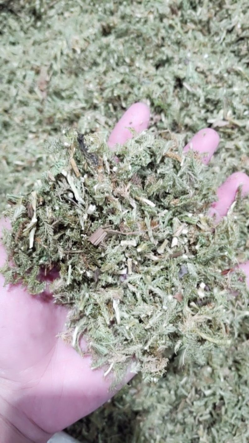 伸筋草舒筋草大伸筋
