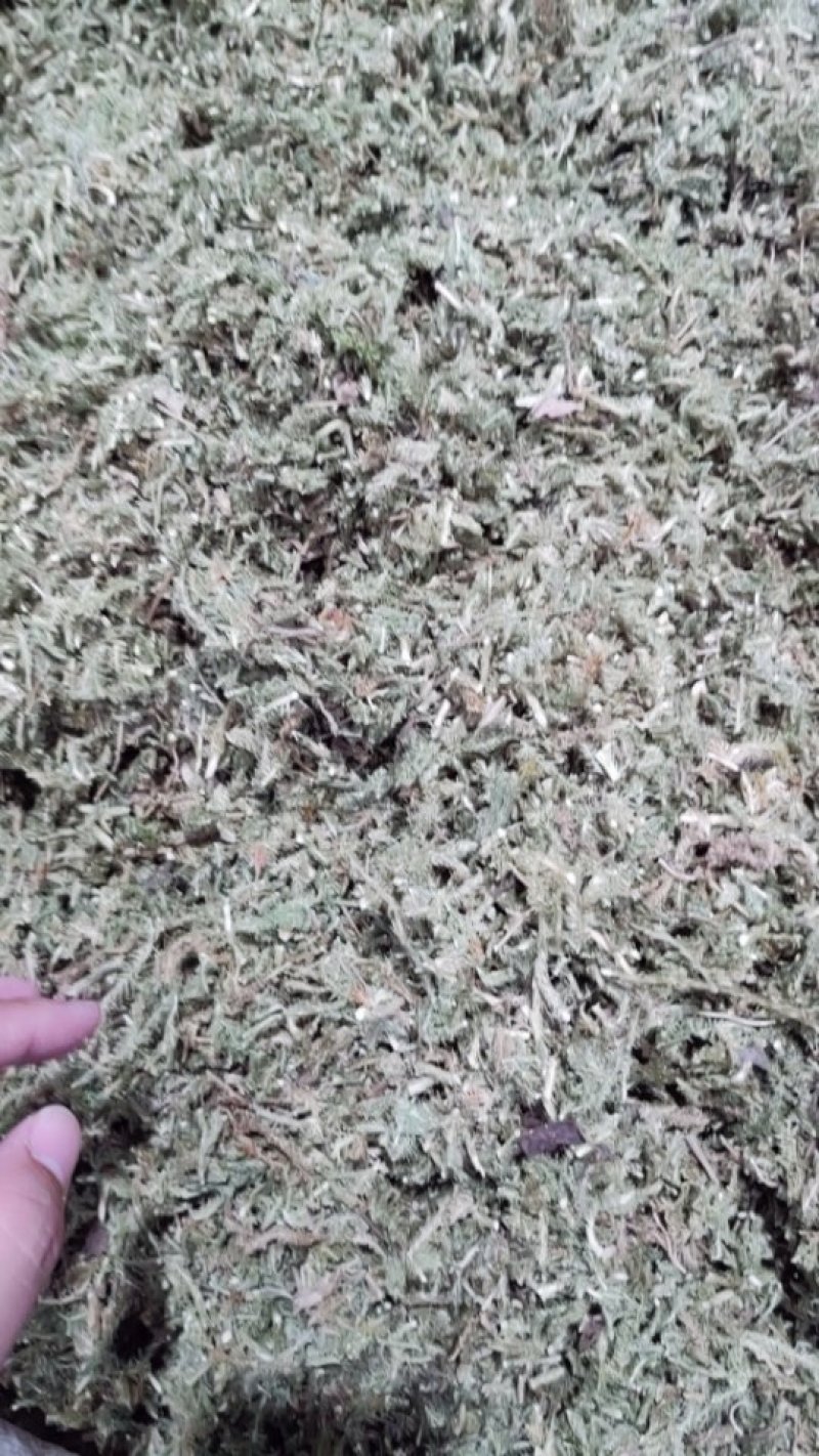 伸筋草舒筋草大伸筋