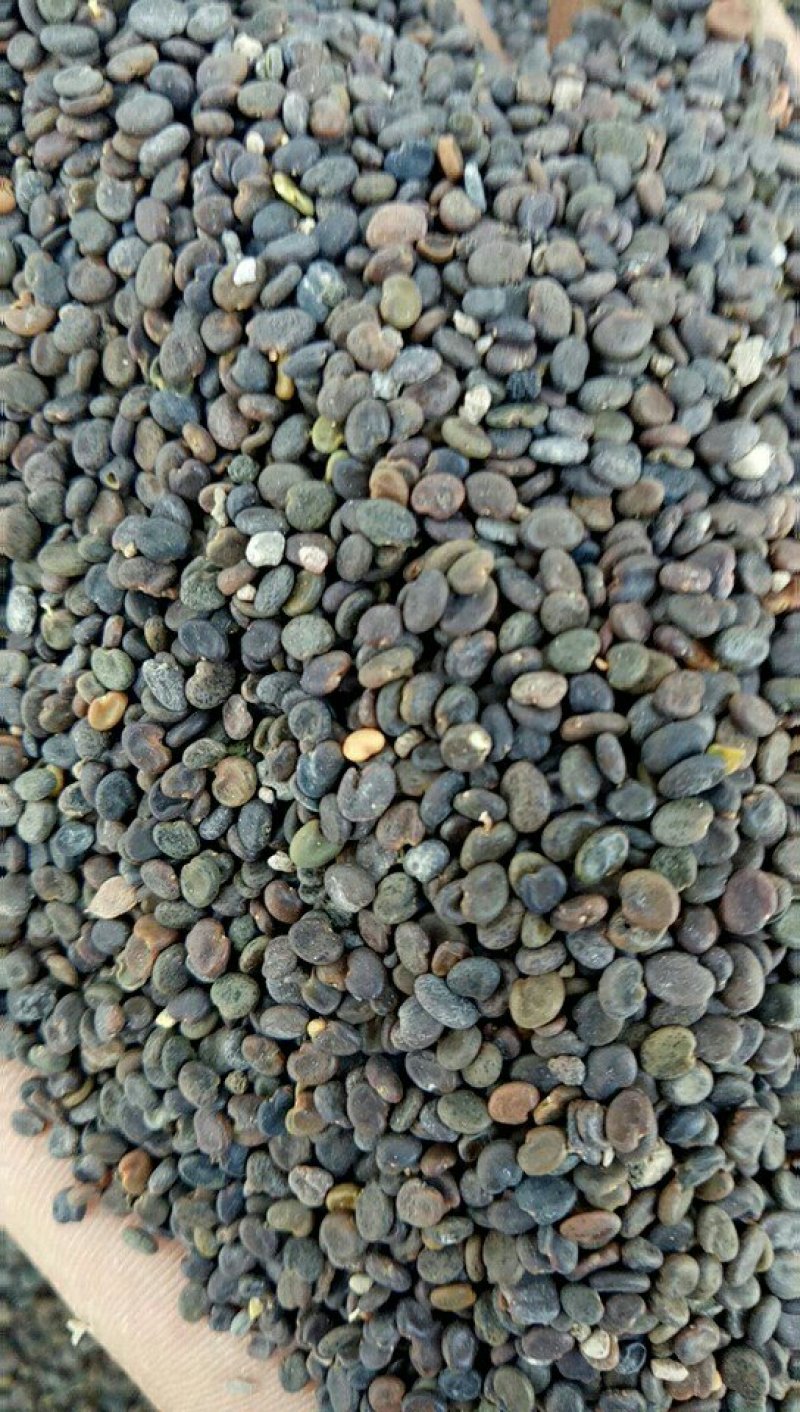 纯新黄芪种子发芽率百分之95