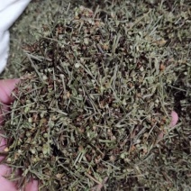 半枝莲，半支连头茬粗杆