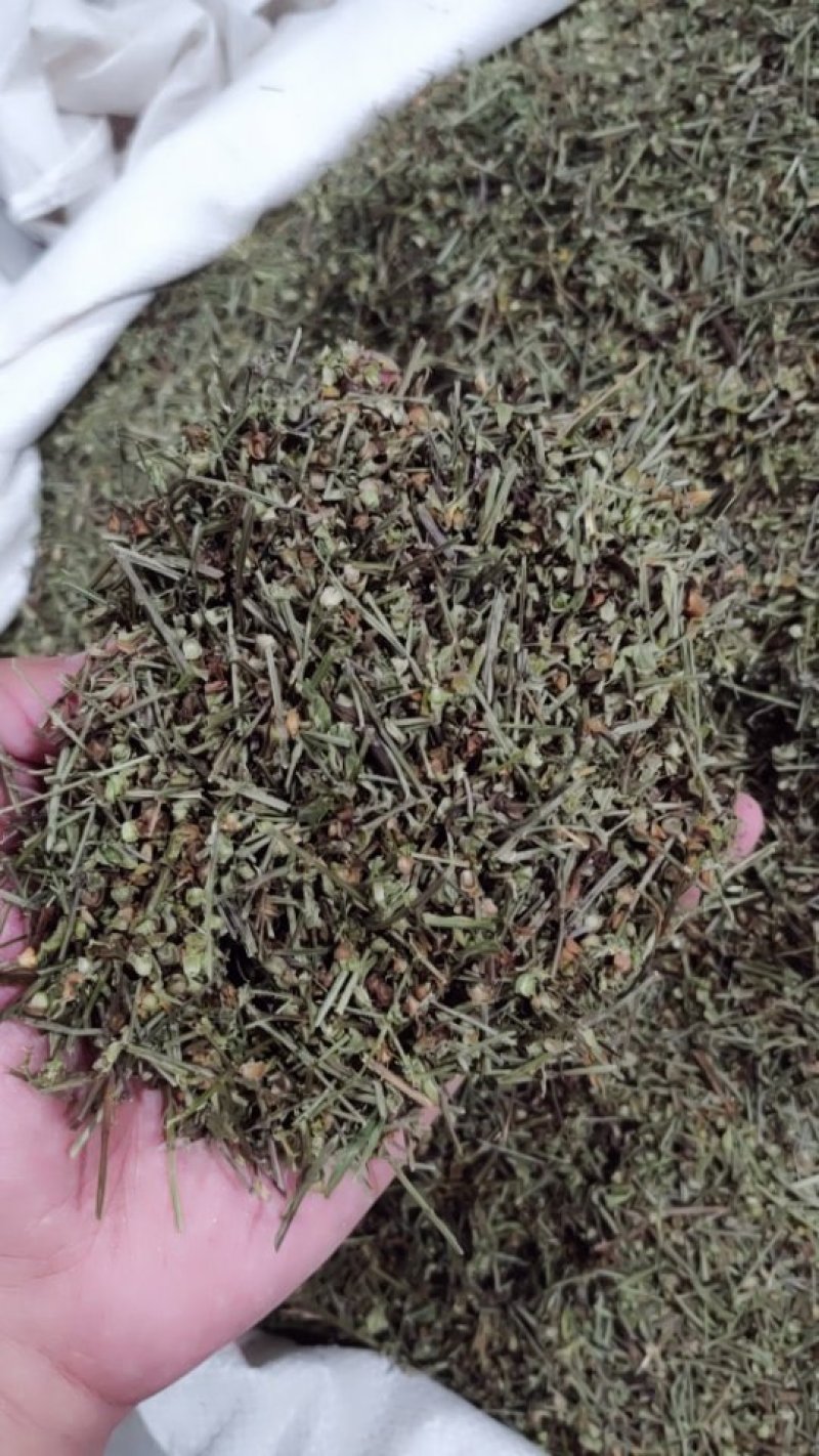 半枝莲，半支连头茬粗杆