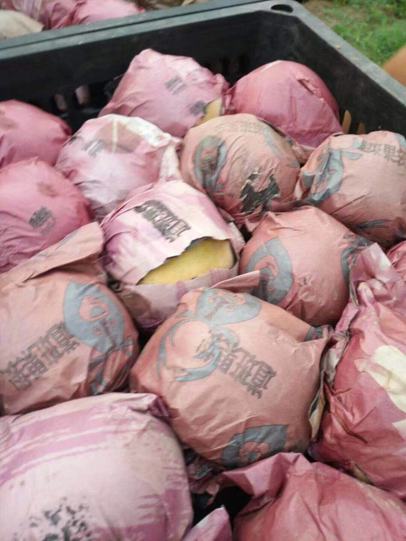 丰水梨砀山丰水梨口感鲜美多汁多水值得信赖