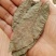 青钱柳金钱柳包邮供应上千种中药
