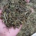 半枝莲，半支连头茬粗杆