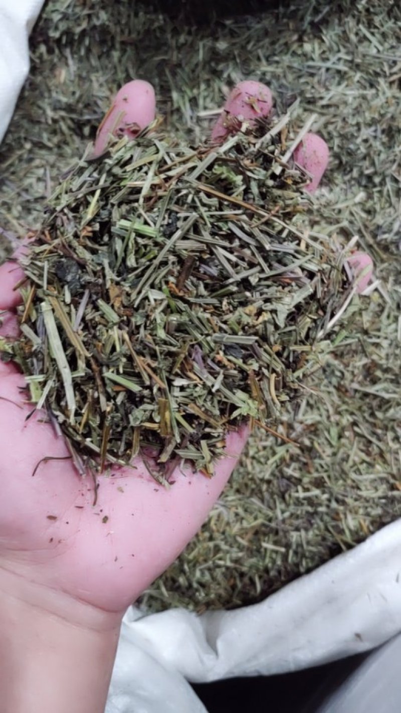 半枝莲，半支连头茬粗杆