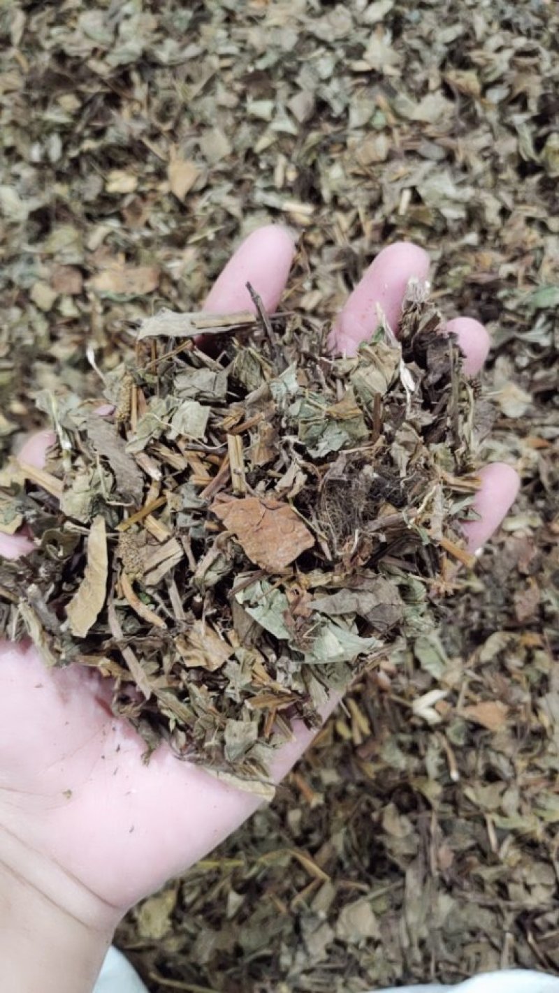 鱼腥草手选切片全草