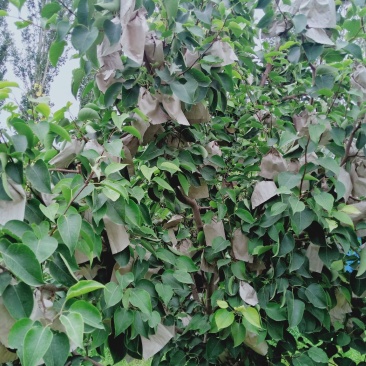 新疆套袋砀山梨