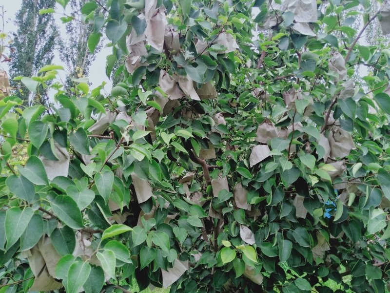 新疆套袋砀山梨