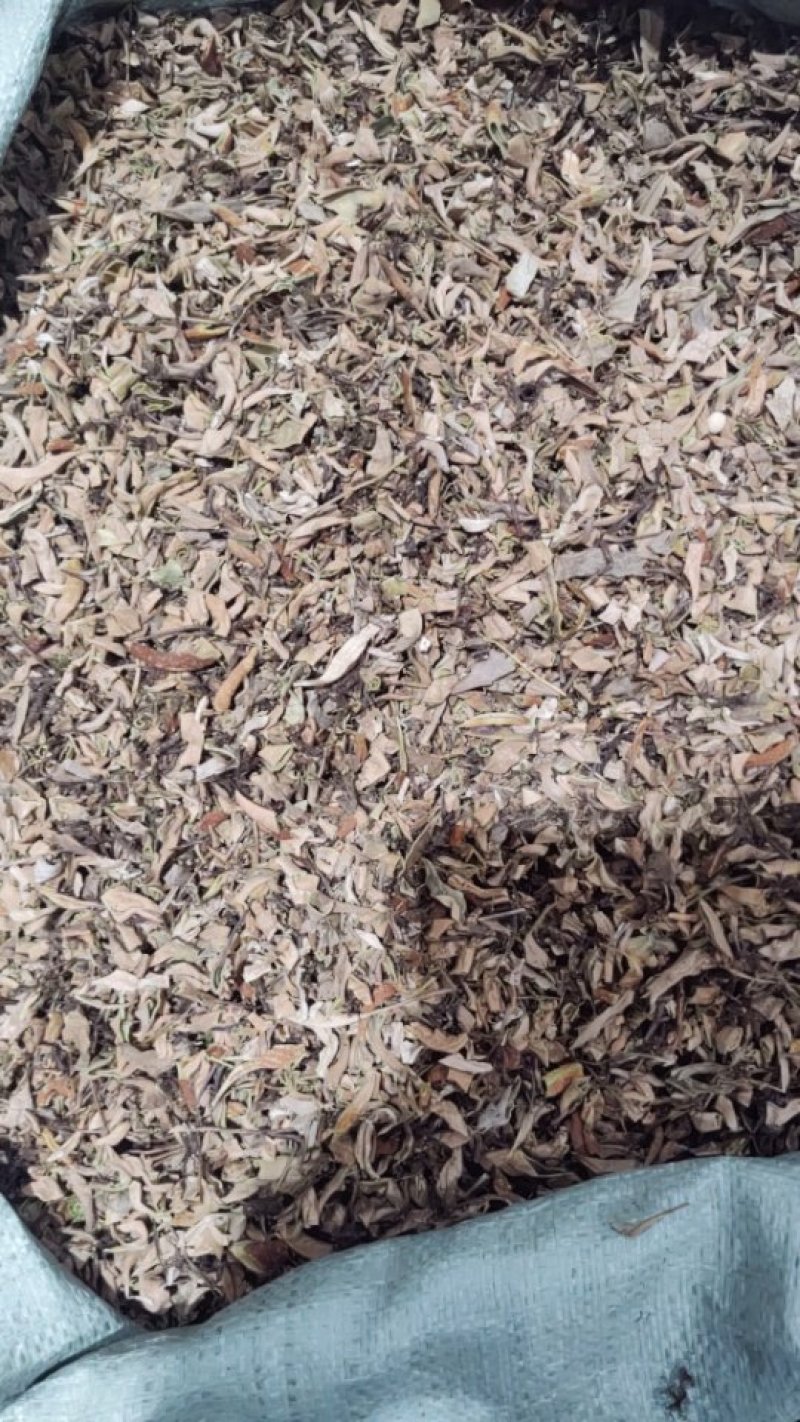 石韦刀口药水洗