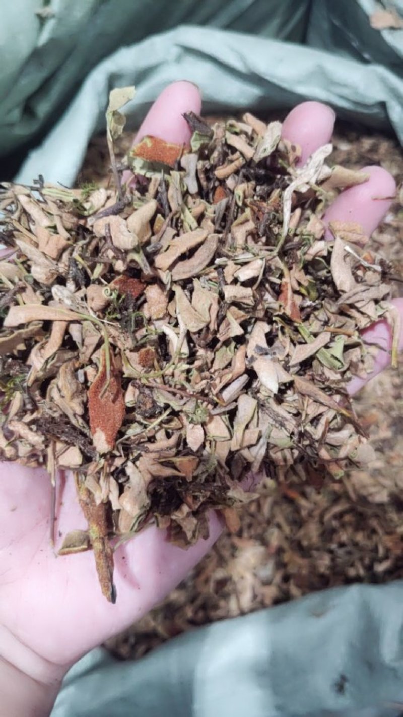 石韦刀口药水洗