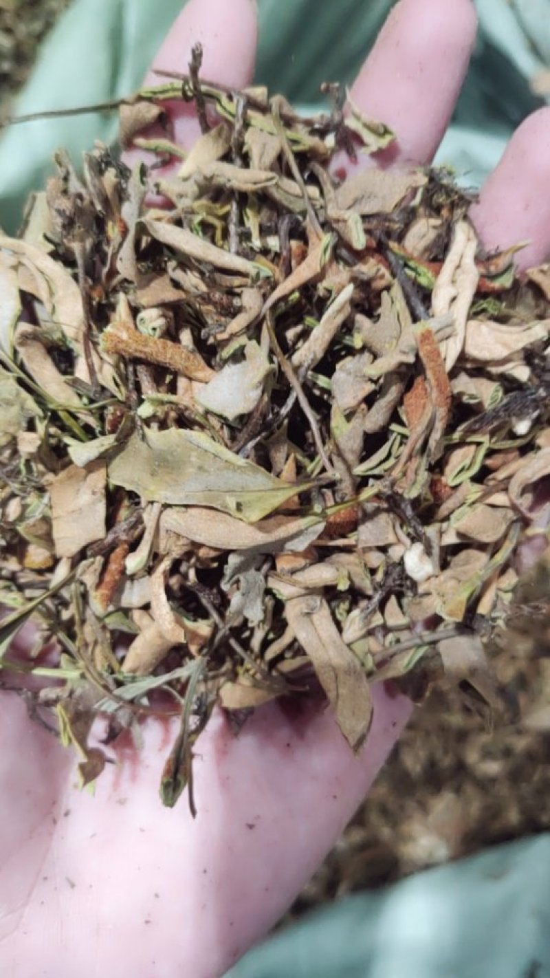 石韦刀口药水洗