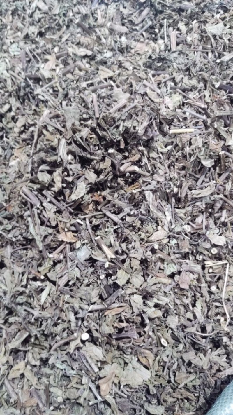 猫须草猫须公肾茶新货