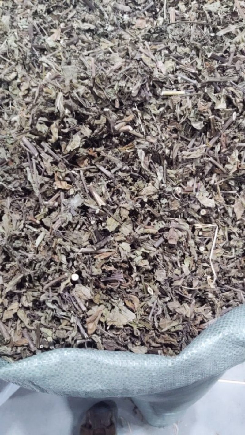 猫须草猫须公肾茶新货